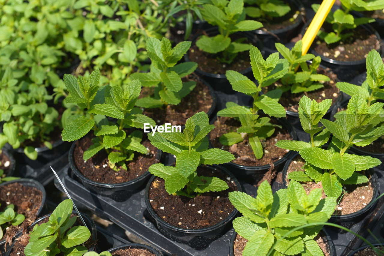 High angle view of potted plants