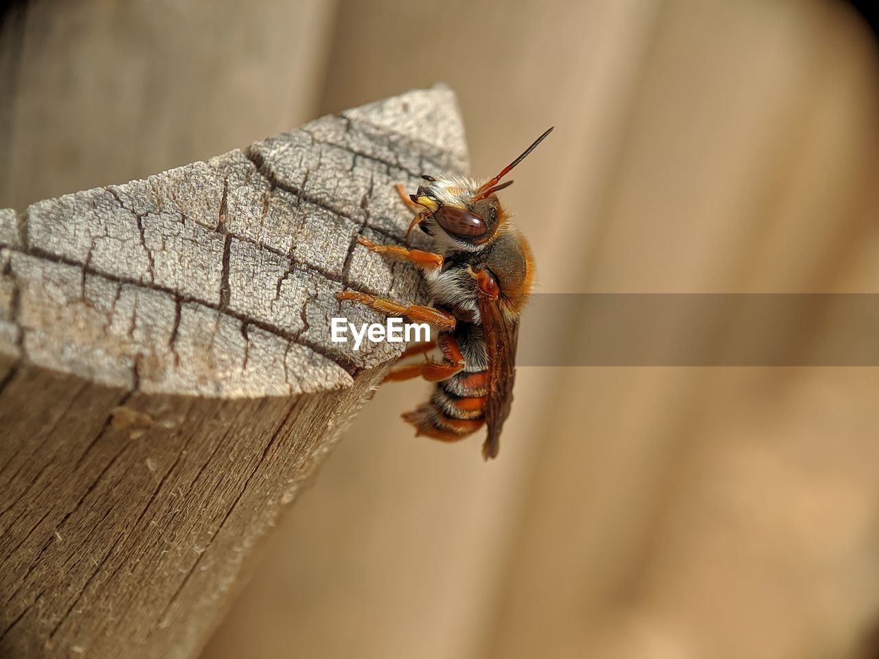 HIGH ANGLE VIEW OF INSECT