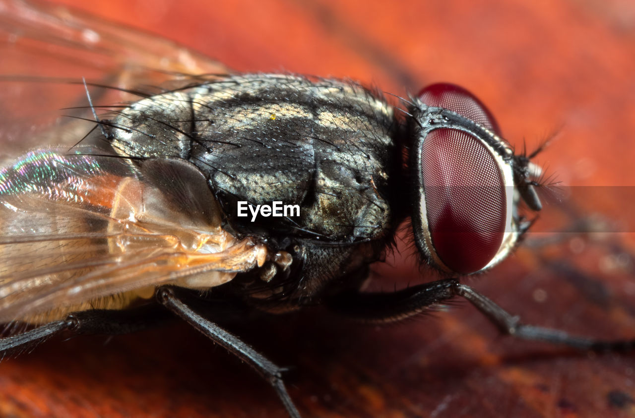 MACRO SHOT OF HOUSEFLY