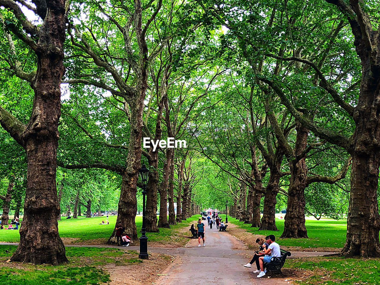 PEOPLE IN PARK AGAINST TREES