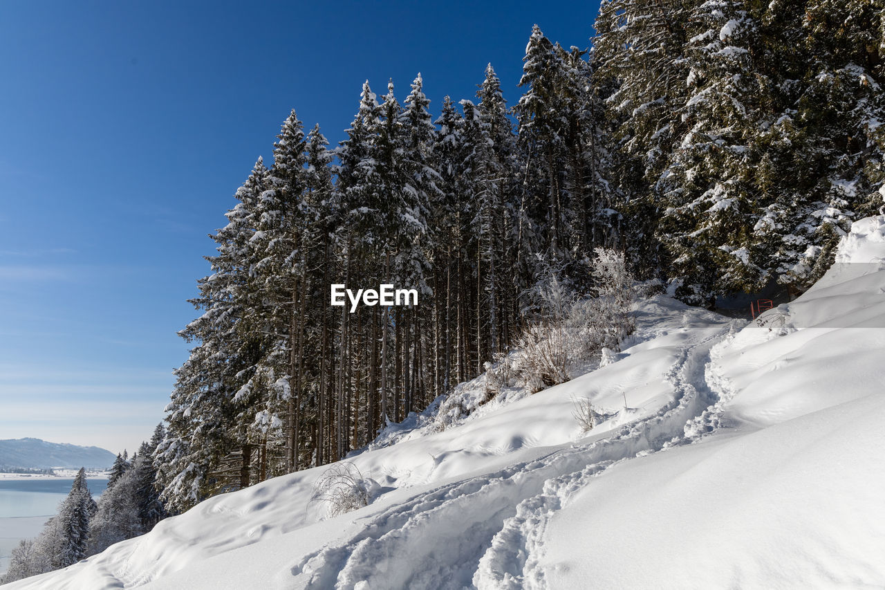 SNOW COVERED PLANTS AGAINST SKY