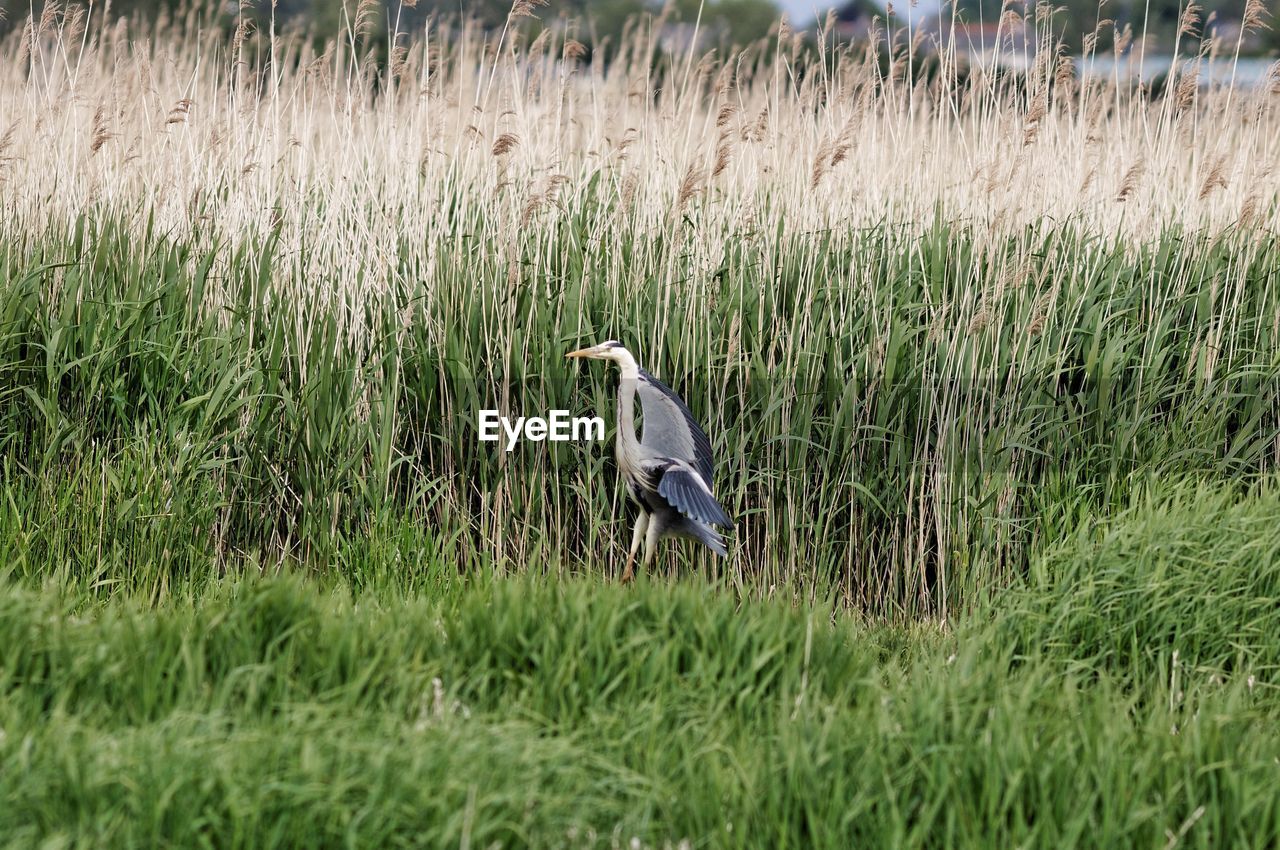 Heron standing in reeds