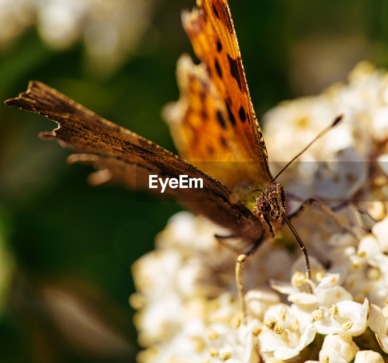 Butterfly on white flowers