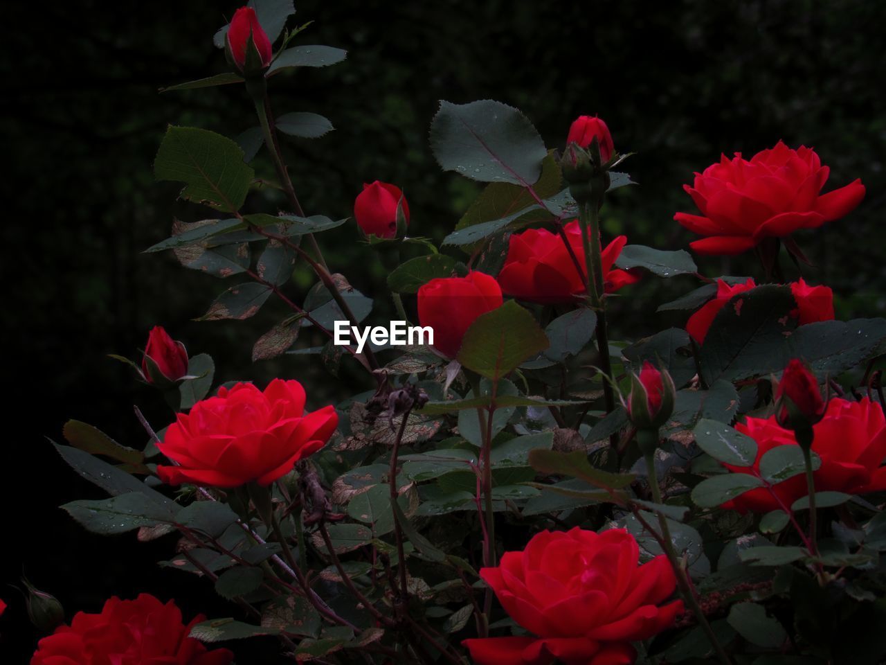 Close-up of red flowering plants