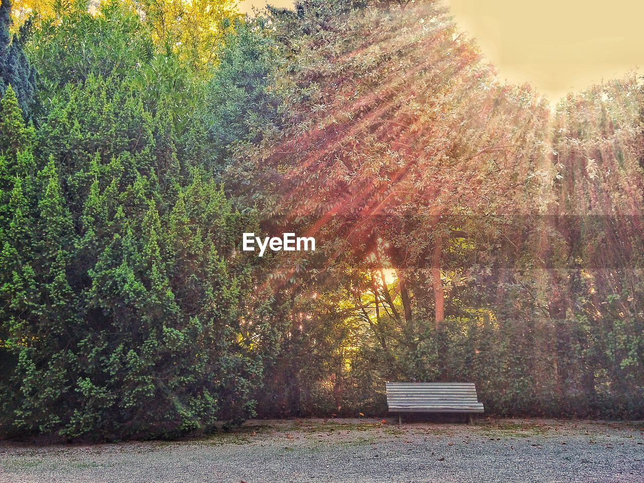 VIEW OF TREES AT PARK