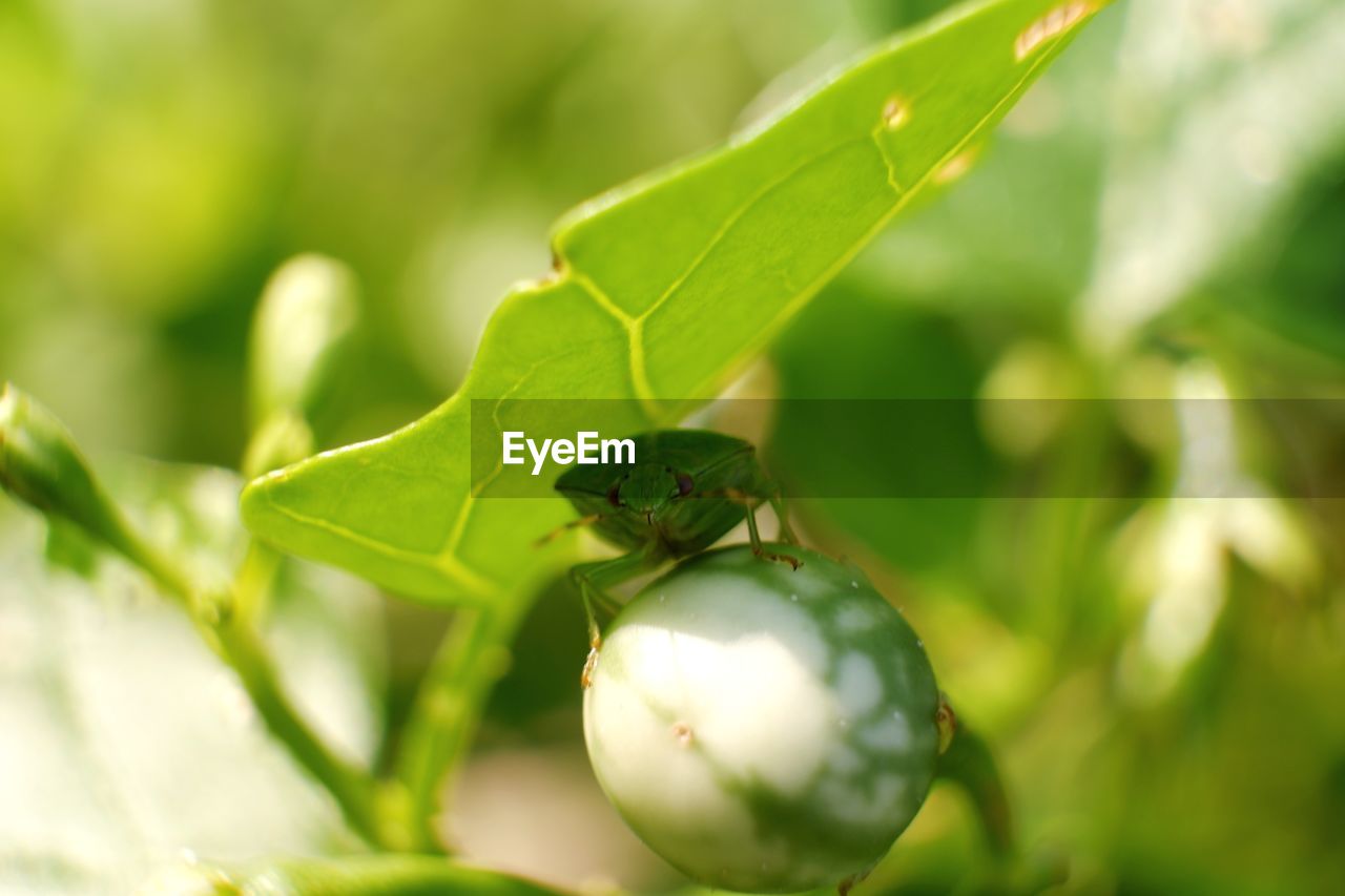 Close-up of insect on leaf