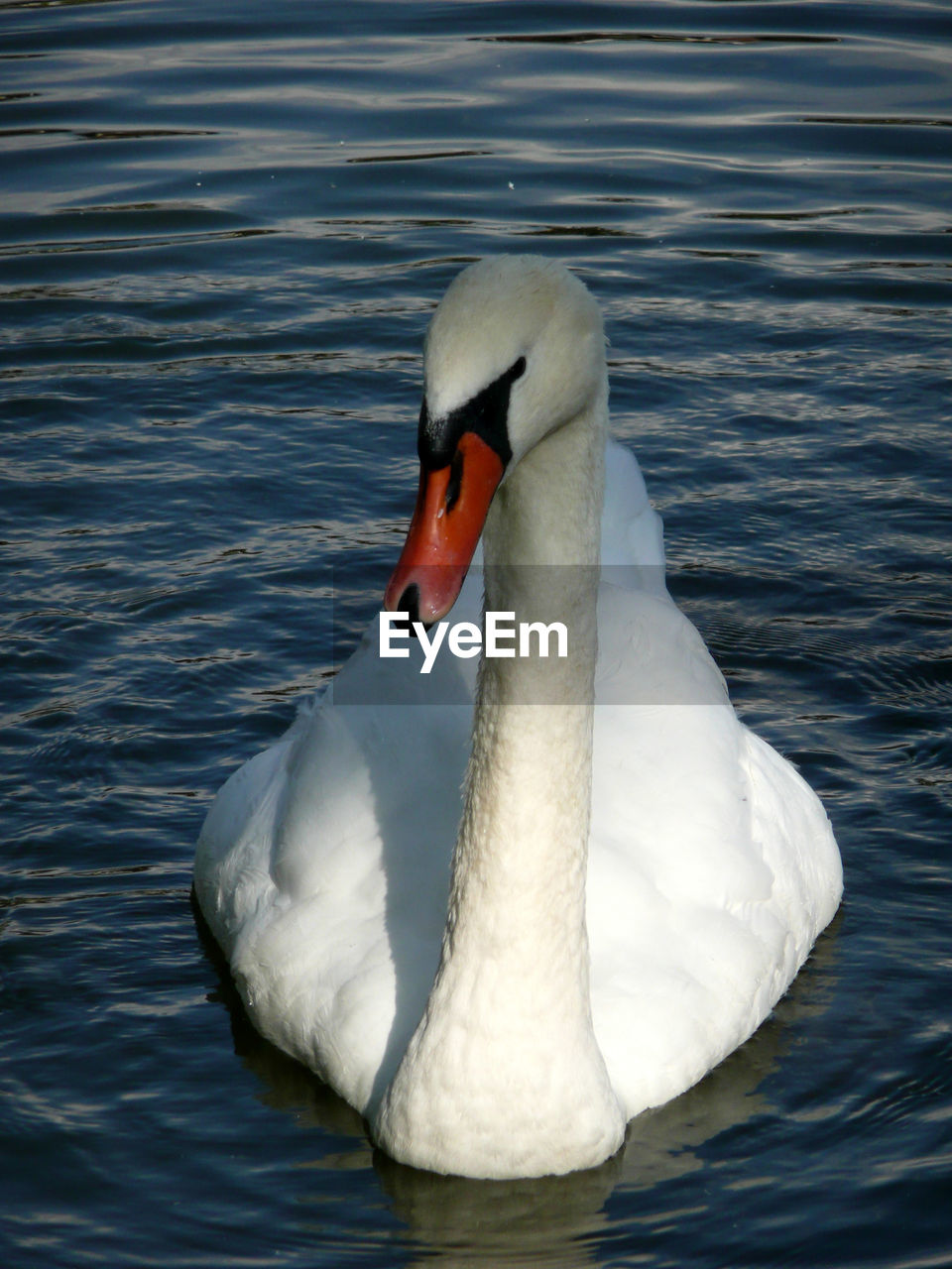 SWAN IN LAKE