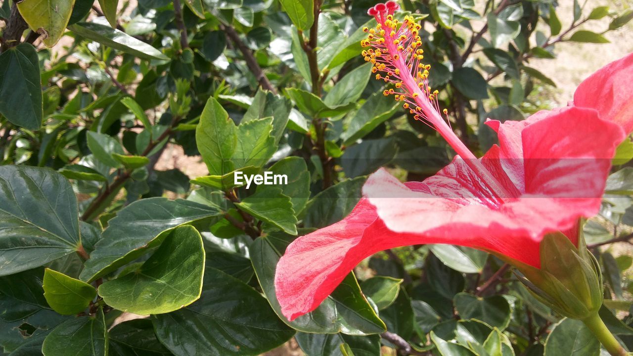 Close-up of red flower