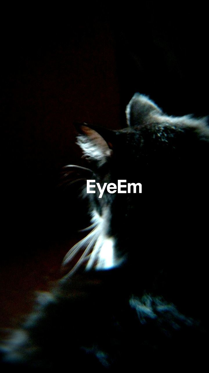 Close-up of cat in dark room