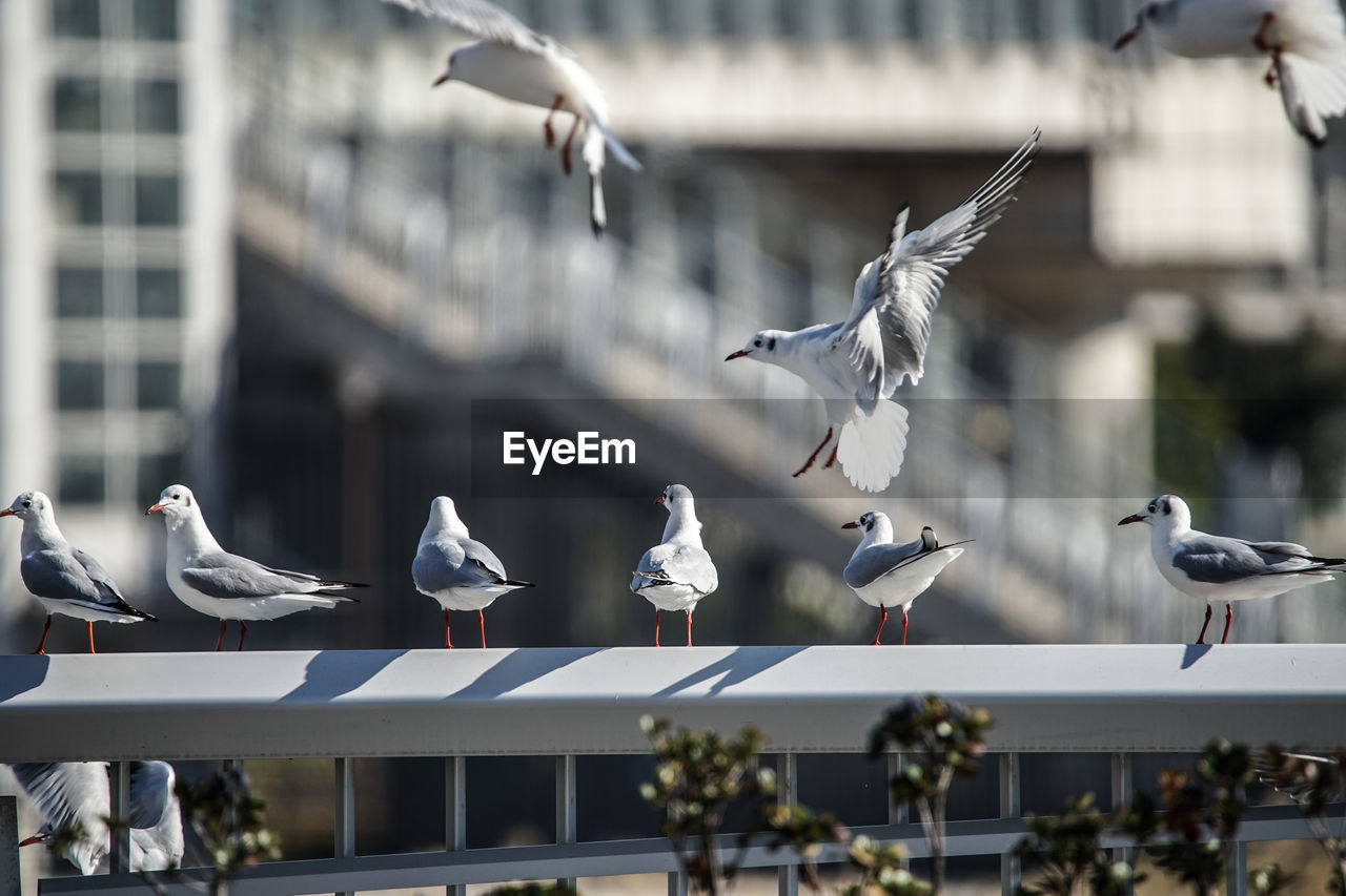 bird, wildlife, animal wildlife, flying, animal, animal themes, group of animals, spread wings, architecture, seagull, gull, large group of animals, flock of birds, mid-air, building exterior, nature, built structure, city, no people, seabird, pigeon, day, outdoors, dove - bird, animal body part