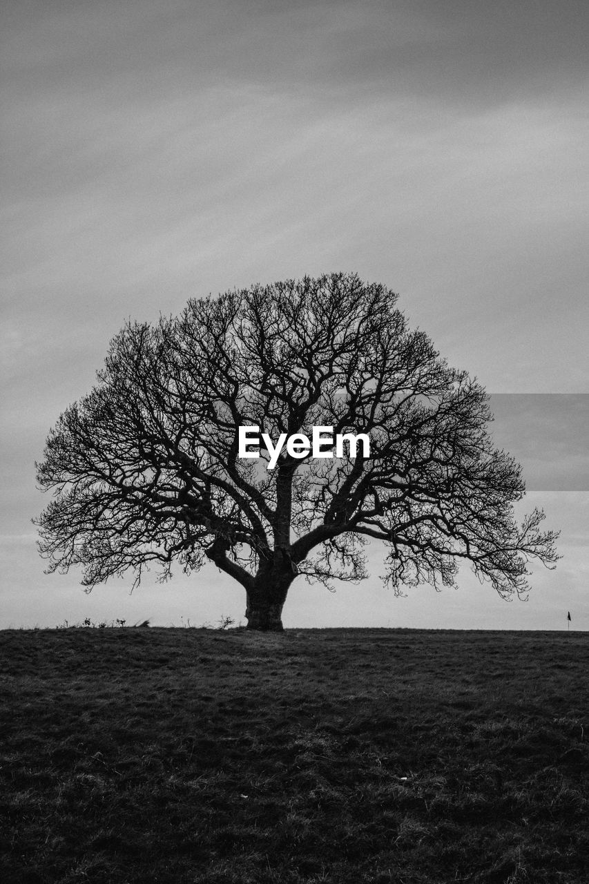 Bare tree on grassy field against sky