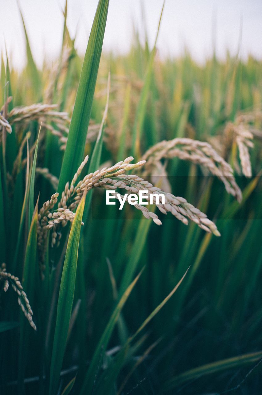 CLOSE-UP OF WHEAT CROP