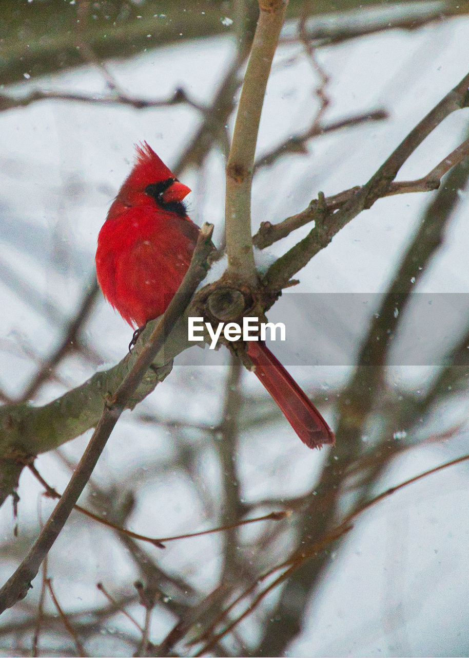 CLOSE-UP OF BIRD PERCHING ON TREE