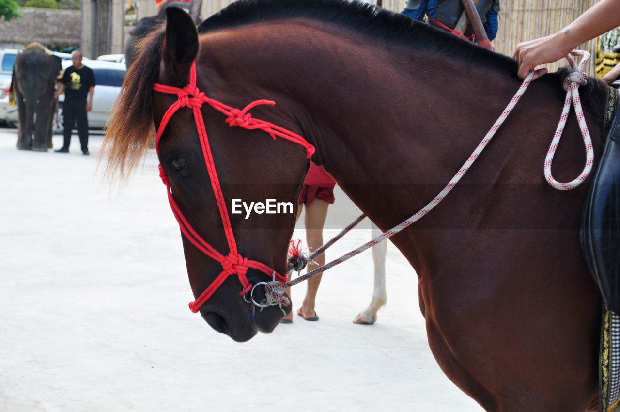 MIDSECTION OF A HORSE TIED TO A DOG