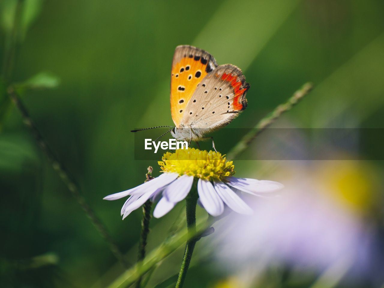 Close-up of butterfly pollinating on flower