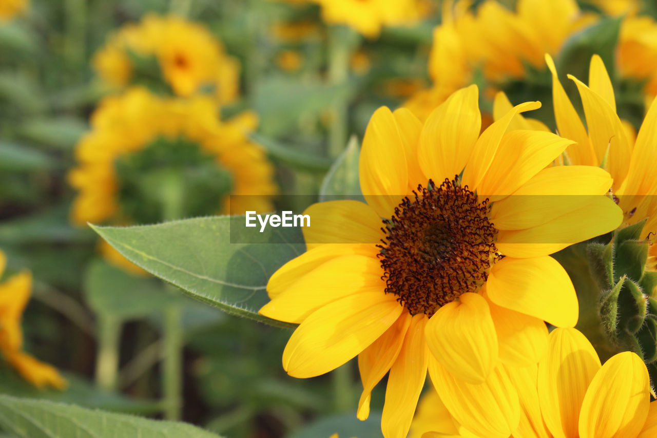 CLOSE-UP OF YELLOW FLOWERS