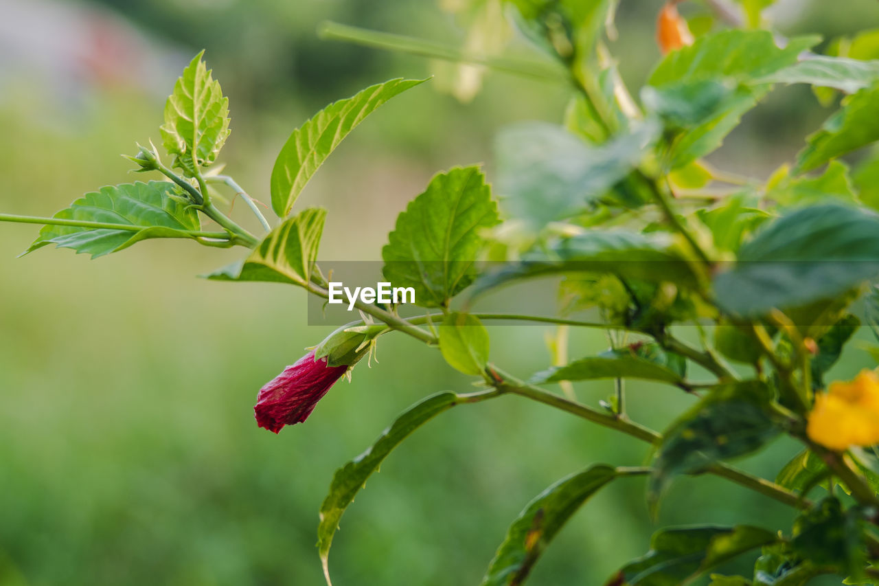 Close-up of red flowering plant