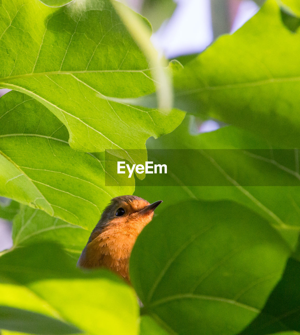 Close-up of a bird