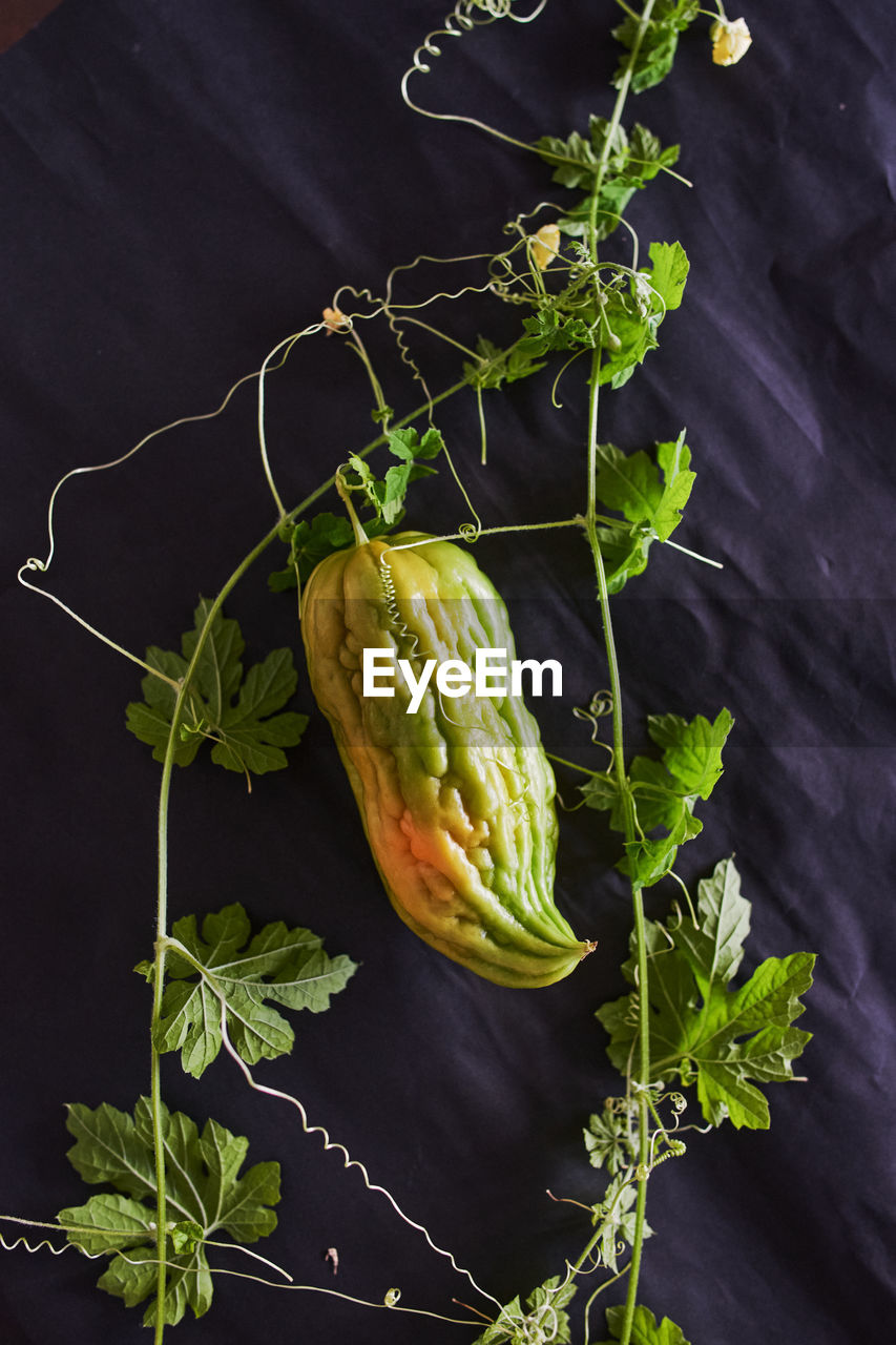 HIGH ANGLE VIEW OF PLANT ON TABLE