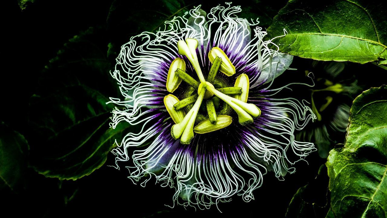 CLOSE-UP OF PURPLE FLOWER BLOOMING IN PLANT