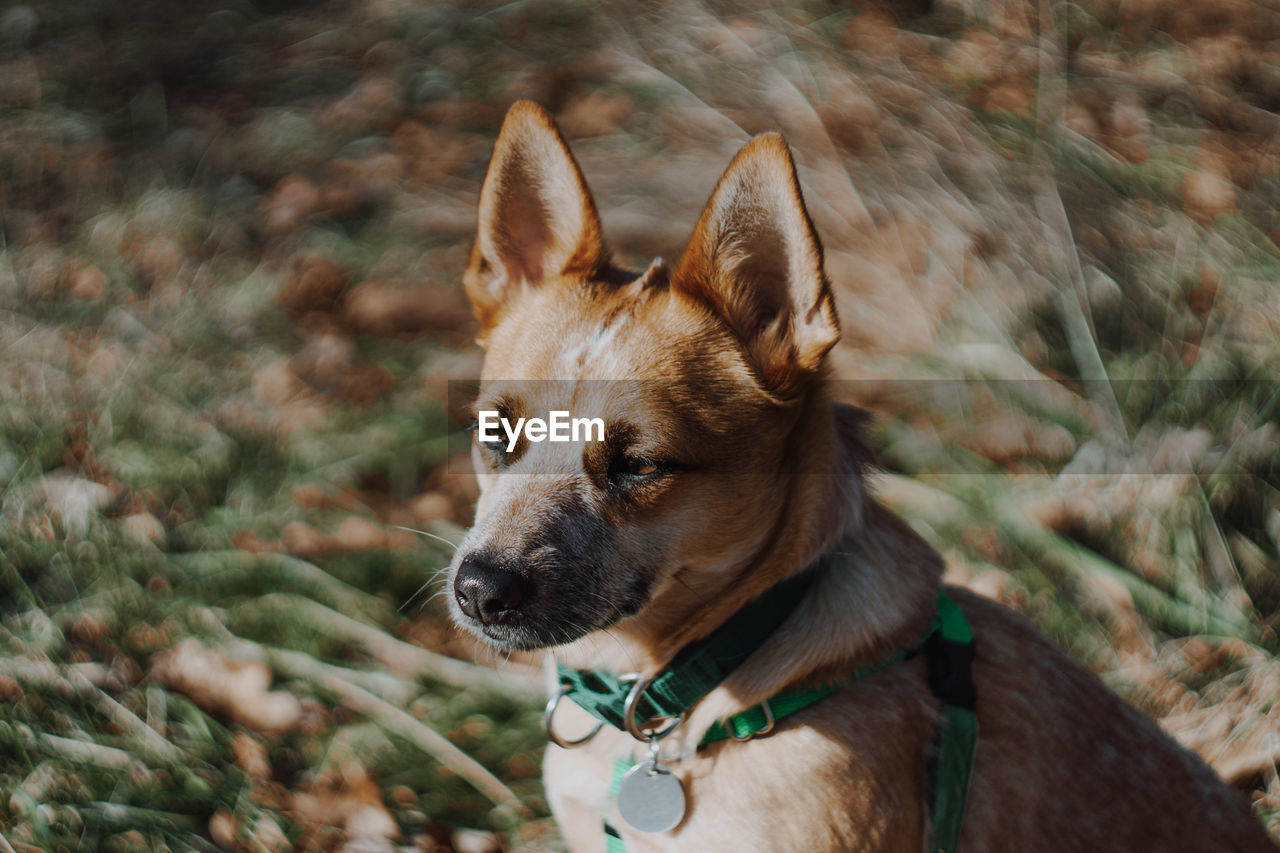 Close-up of dog by plants