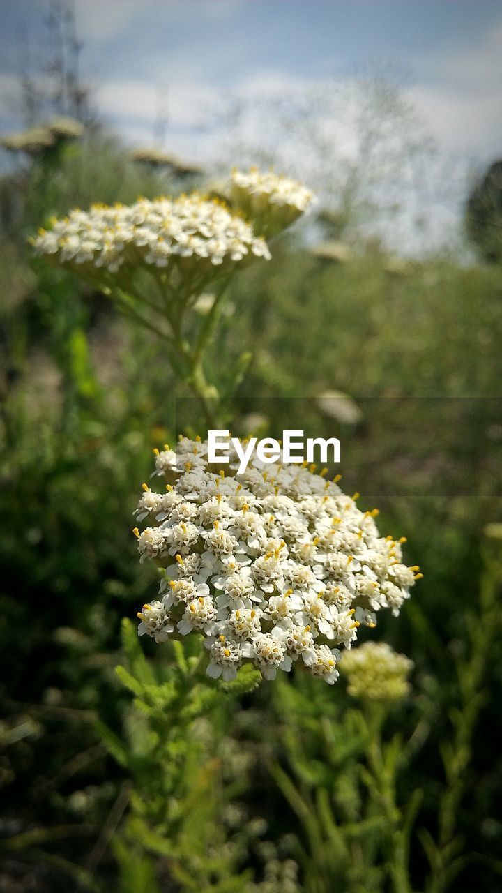 CLOSE UP OF FLOWERS