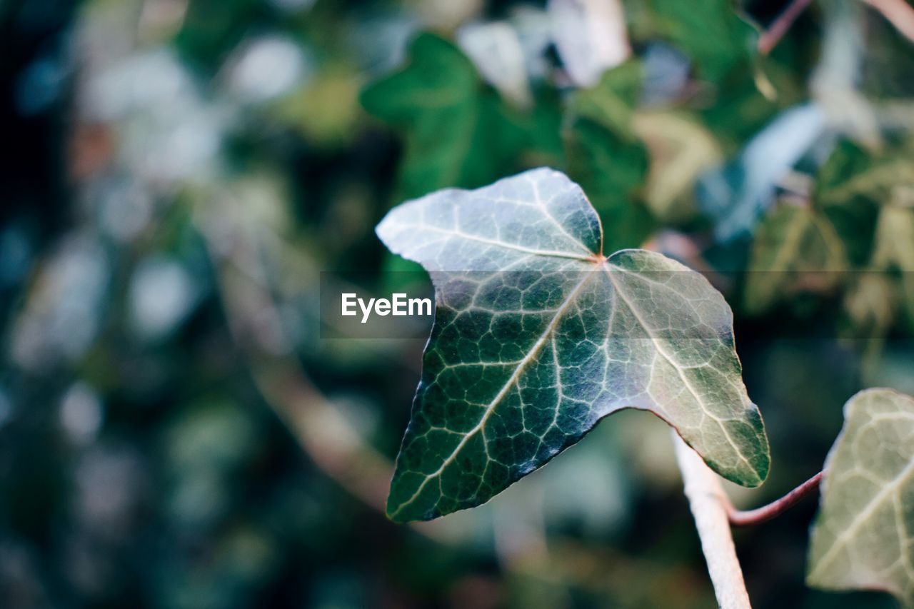 Close-up of leaf