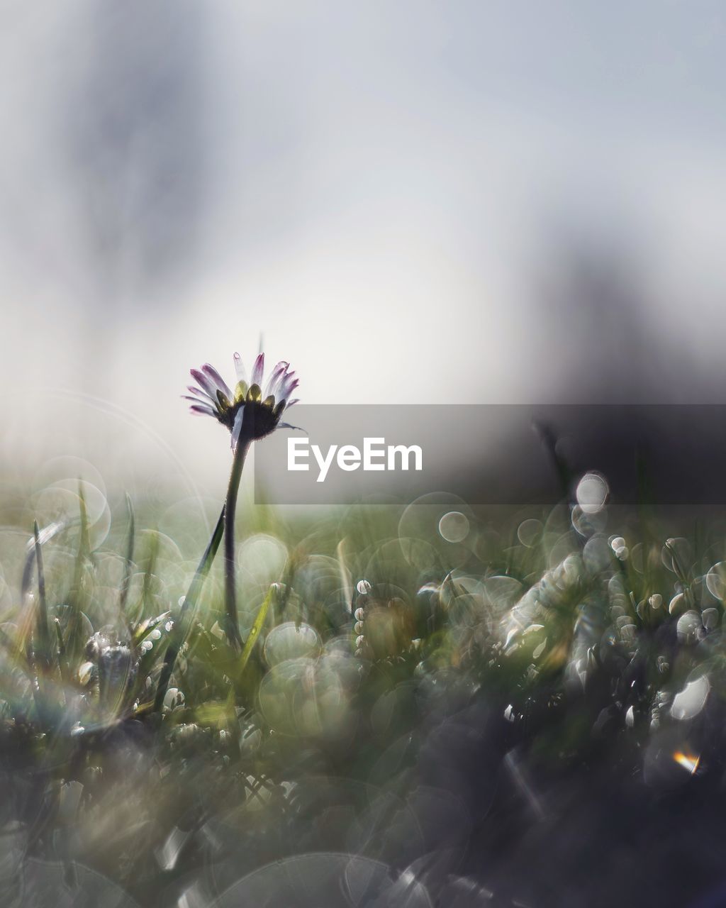 Close-up of purple flowering plant on field