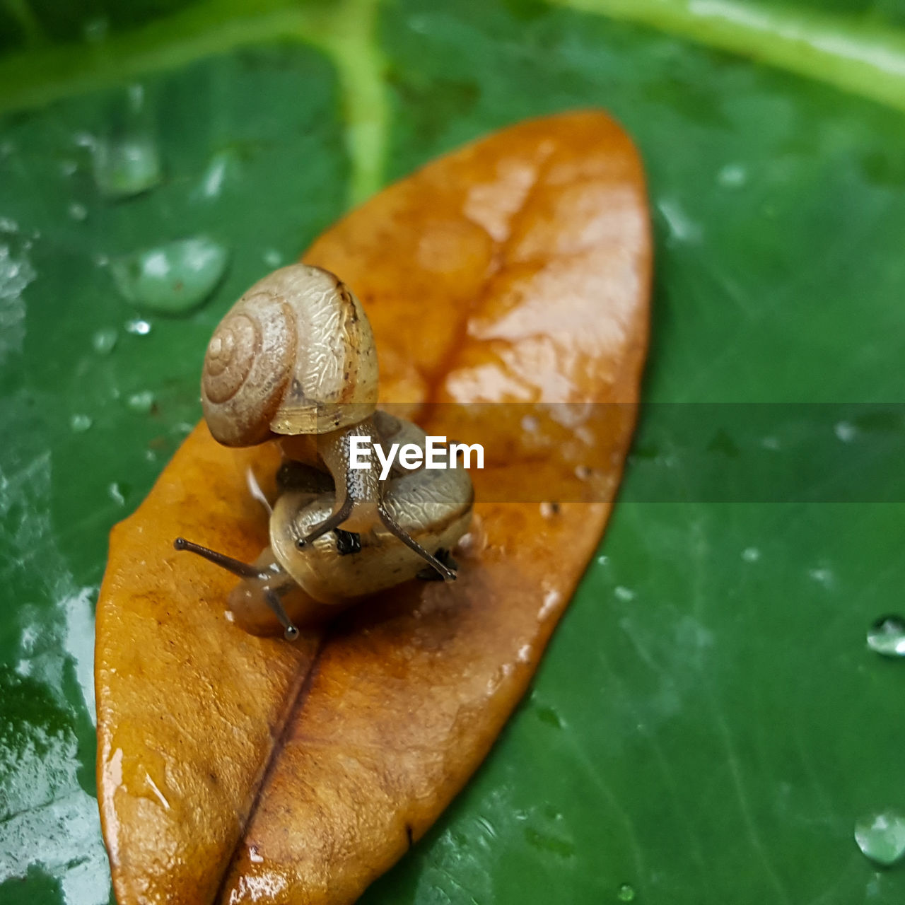 Close-up of snail on leaf