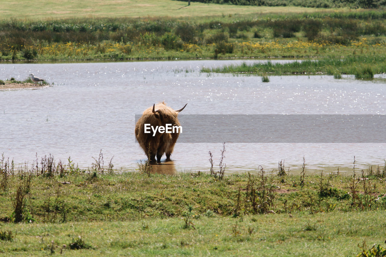 HORSE IN A FIELD