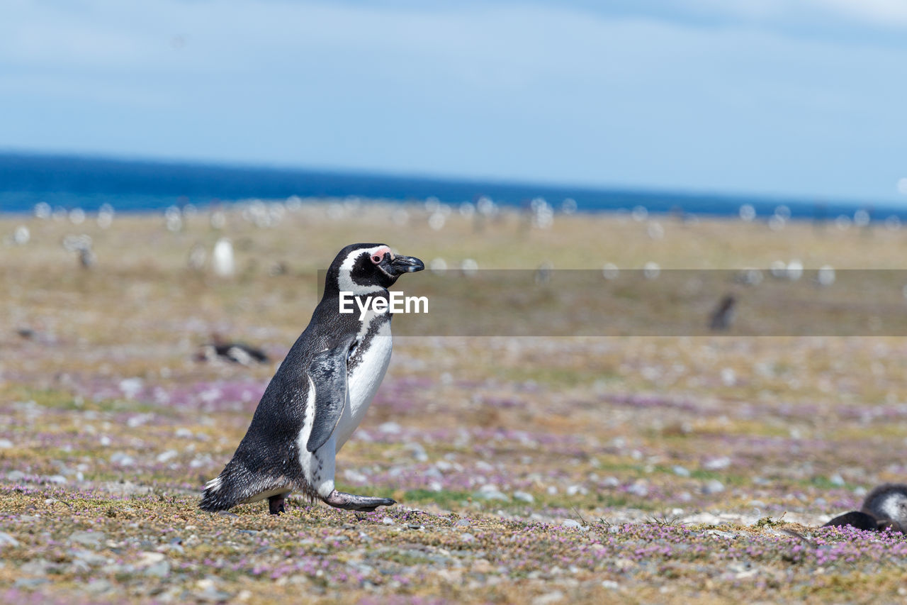 animal themes, animal, bird, animal wildlife, wildlife, nature, sea, water, one animal, land, penguin, no people, full length, beach, day, sky, side view, environment, outdoors, focus on foreground, travel destinations, selective focus, beauty in nature, beak