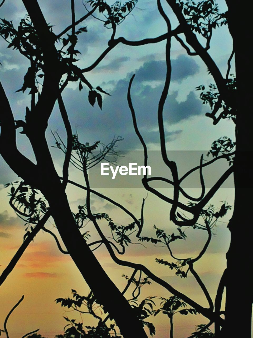 SILHOUETTE TREE AGAINST SKY DURING SUNSET