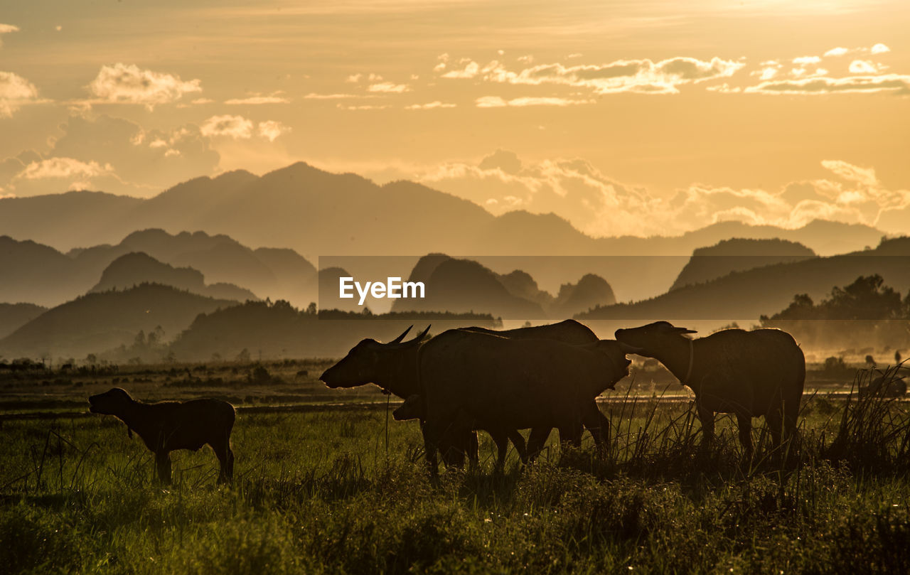 Water buffalo family at sunset time