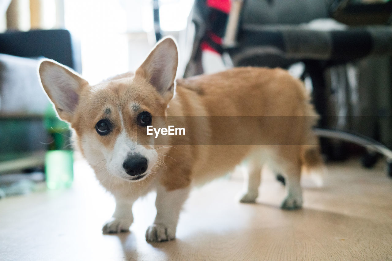 CLOSE-UP PORTRAIT OF DOG STANDING AT HOME