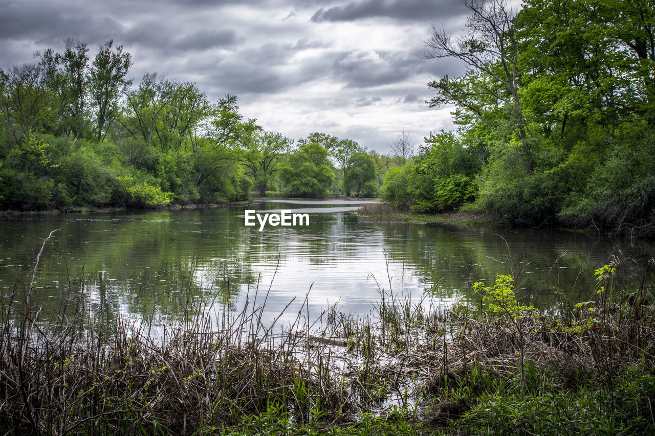 SCENIC VIEW OF LAKE IN FOREST