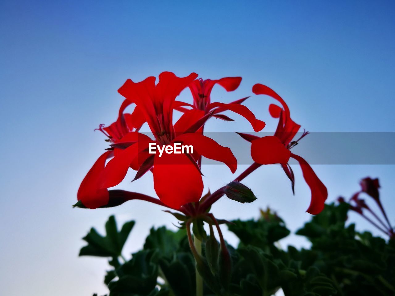 CLOSE-UP OF RED FLOWER AGAINST CLEAR SKY