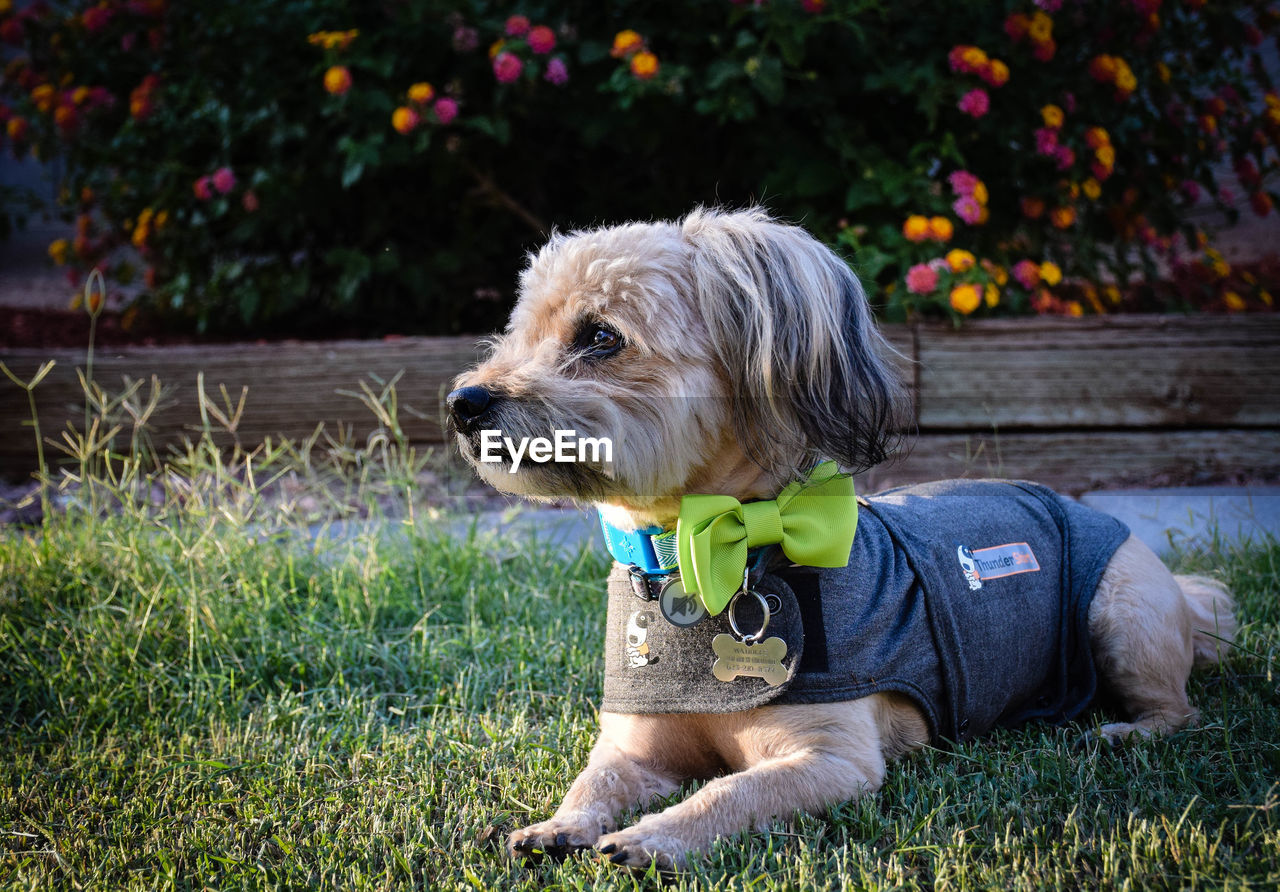 Pet dog looking away while sitting on ground