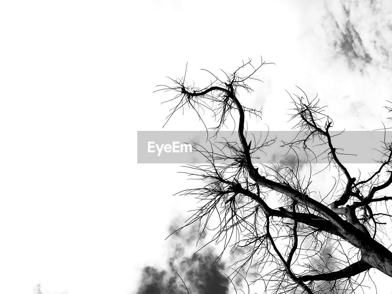 LOW ANGLE VIEW OF TREE AGAINST CLEAR SKY