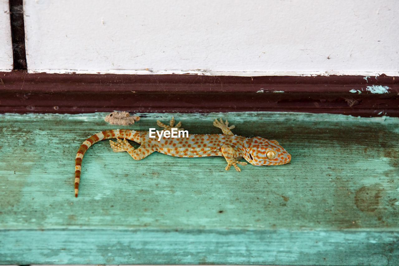 CLOSE-UP OF GRASSHOPPER ON WALL