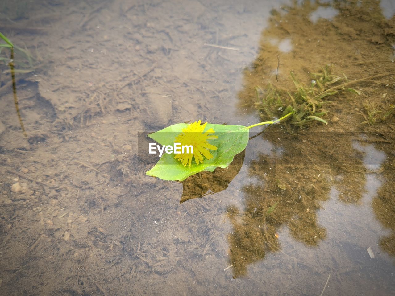 yellow, leaf, green, nature, plant part, high angle view, no people, day, water, plant, flower, soil, outdoors, sand, beauty in nature, sunlight, land, close-up, grass, wet, reflection, fragility, autumn, macro photography