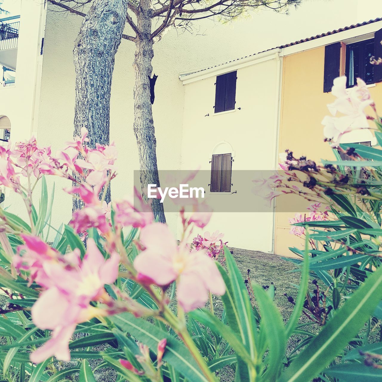 CLOSE-UP OF PINK FLOWERS BLOOMING ON HOUSE