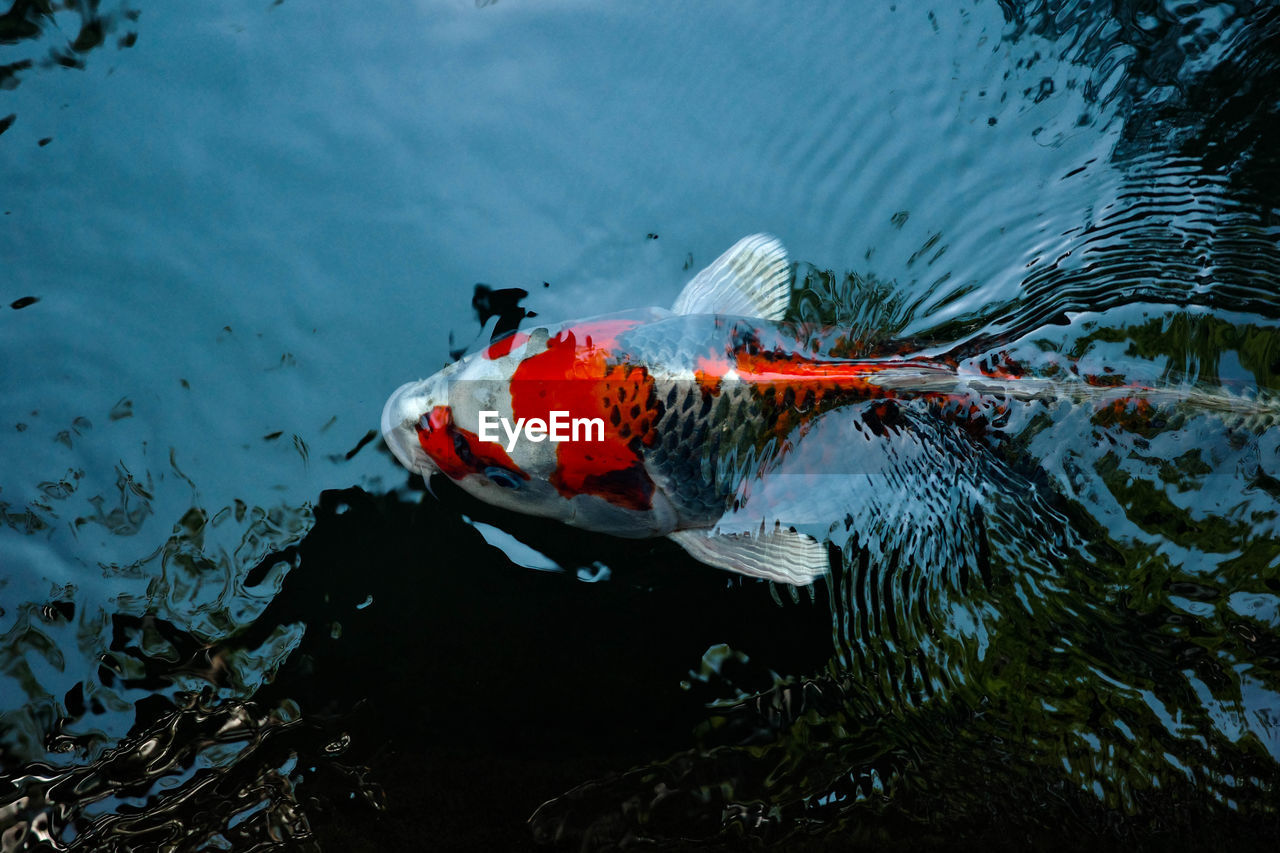 Japanese koi fish in pond