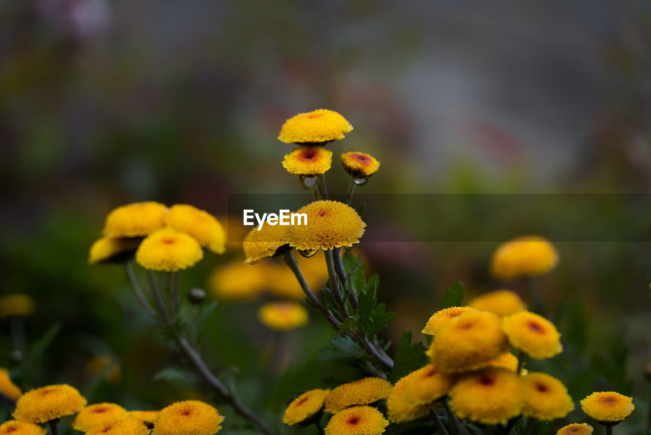 Close-up of yellow flowering plant on field