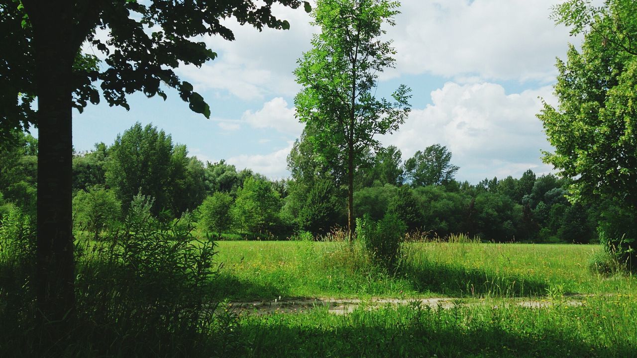 Scenic view of grassy field with trees against sky