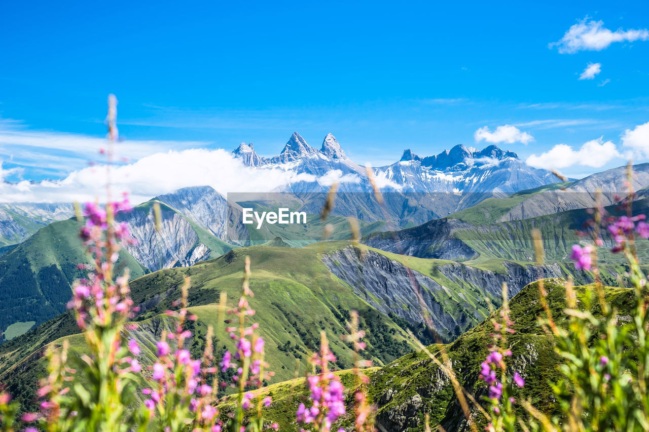 Pink flowers against aiguilles d arves