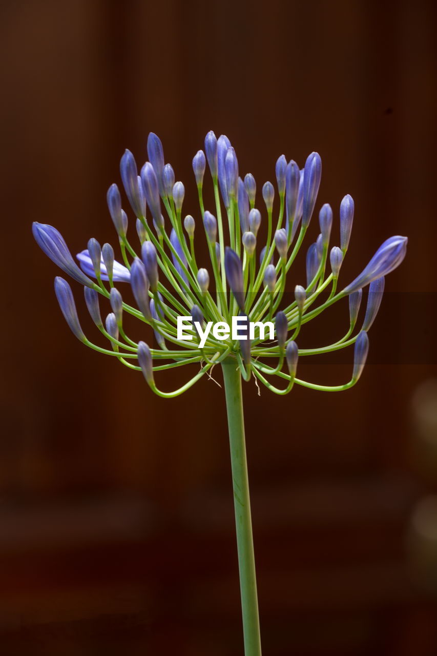 Close-up of flower blooming outdoors