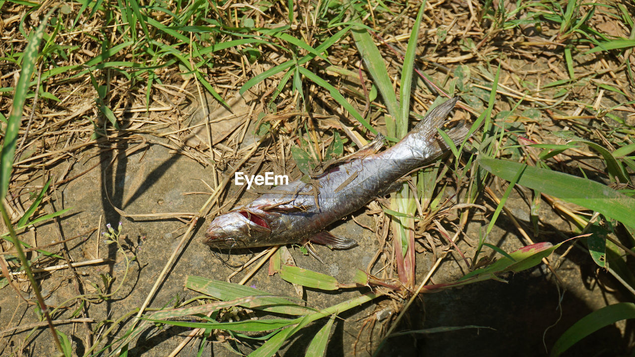 HIGH ANGLE VIEW OF A LIZARD ON A FIELD