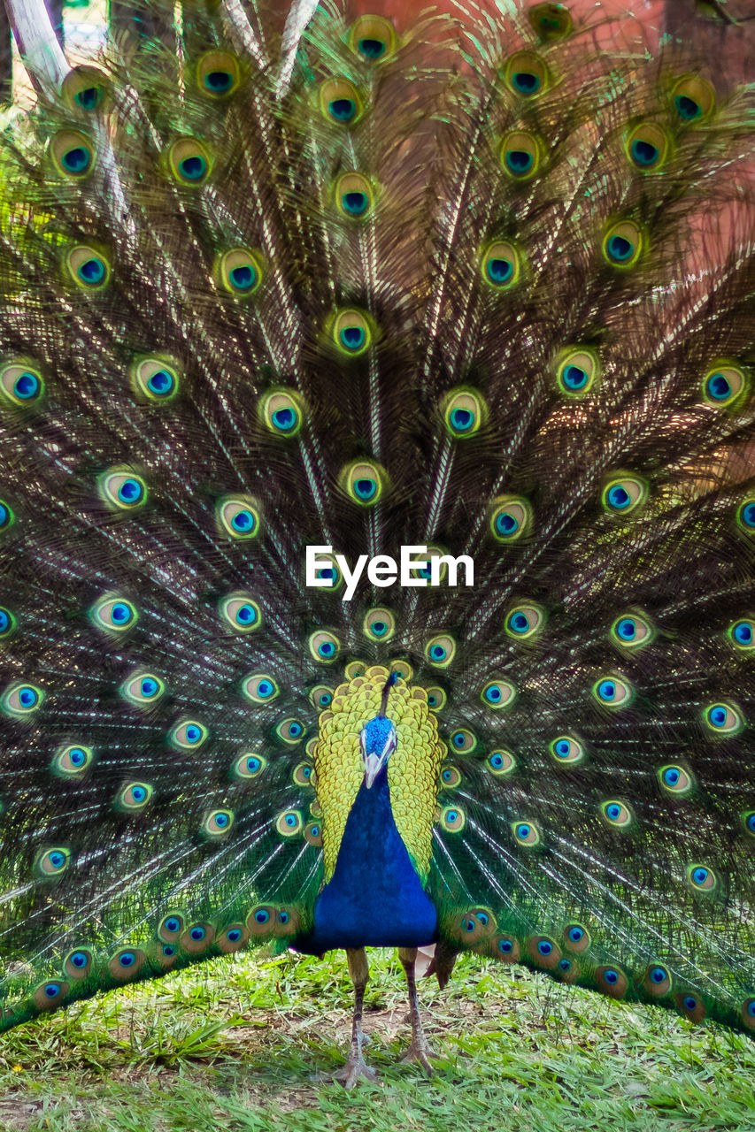 CLOSE-UP OF PEACOCK WITH FEATHERS ON THE BACKGROUND