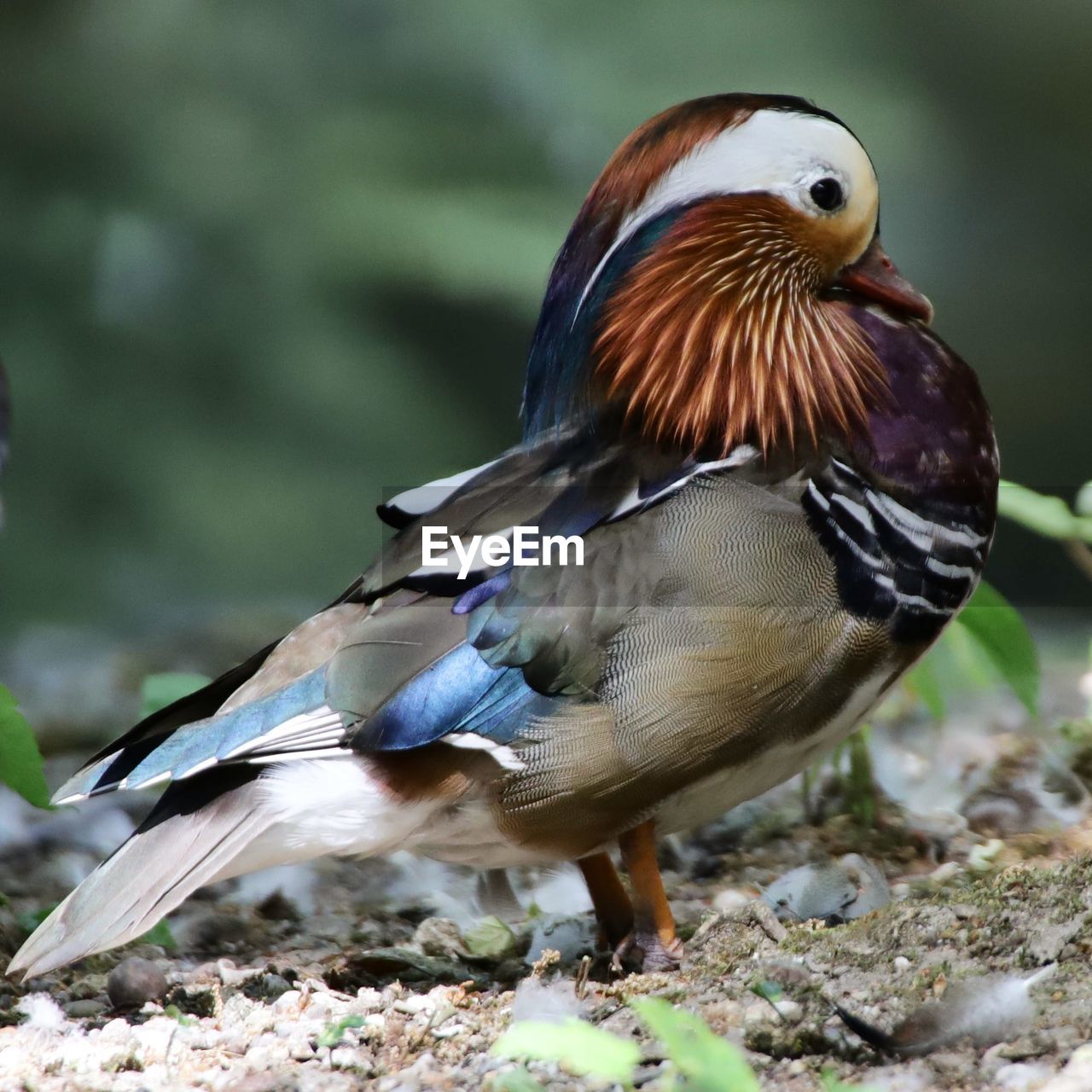 CLOSE-UP OF BIRD PERCHING ON A FIELD