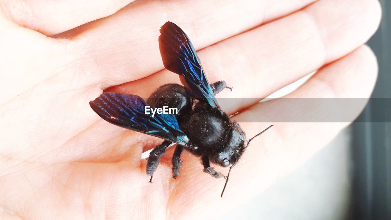 CLOSE-UP OF INSECT ON HAND HOLDING BLACK